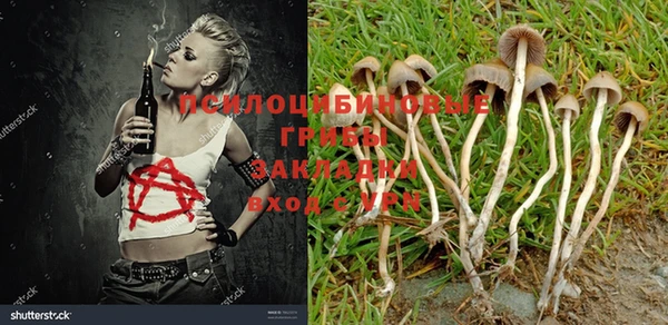 PSILOCYBIN Богородицк